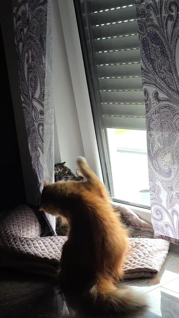 @GlaMurka🐈