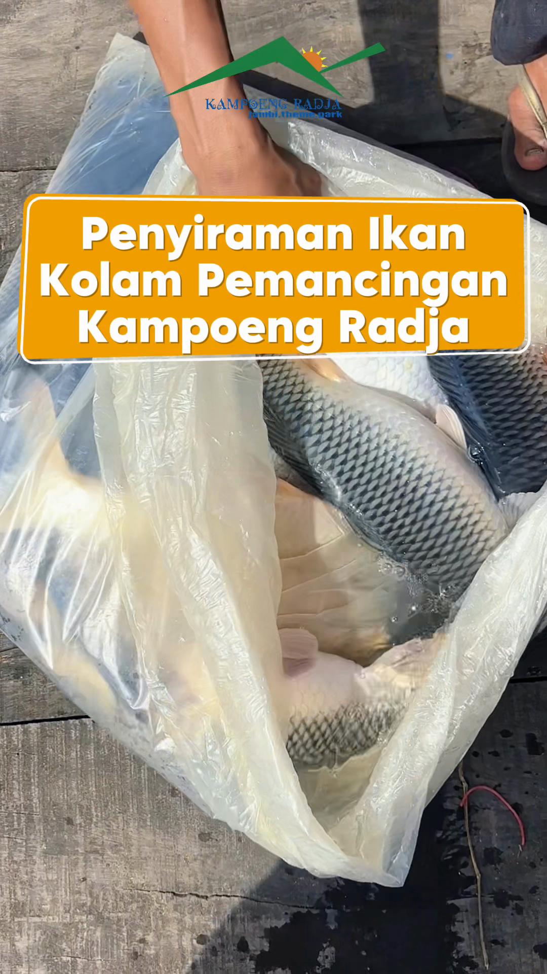 @Kampoeng Radja