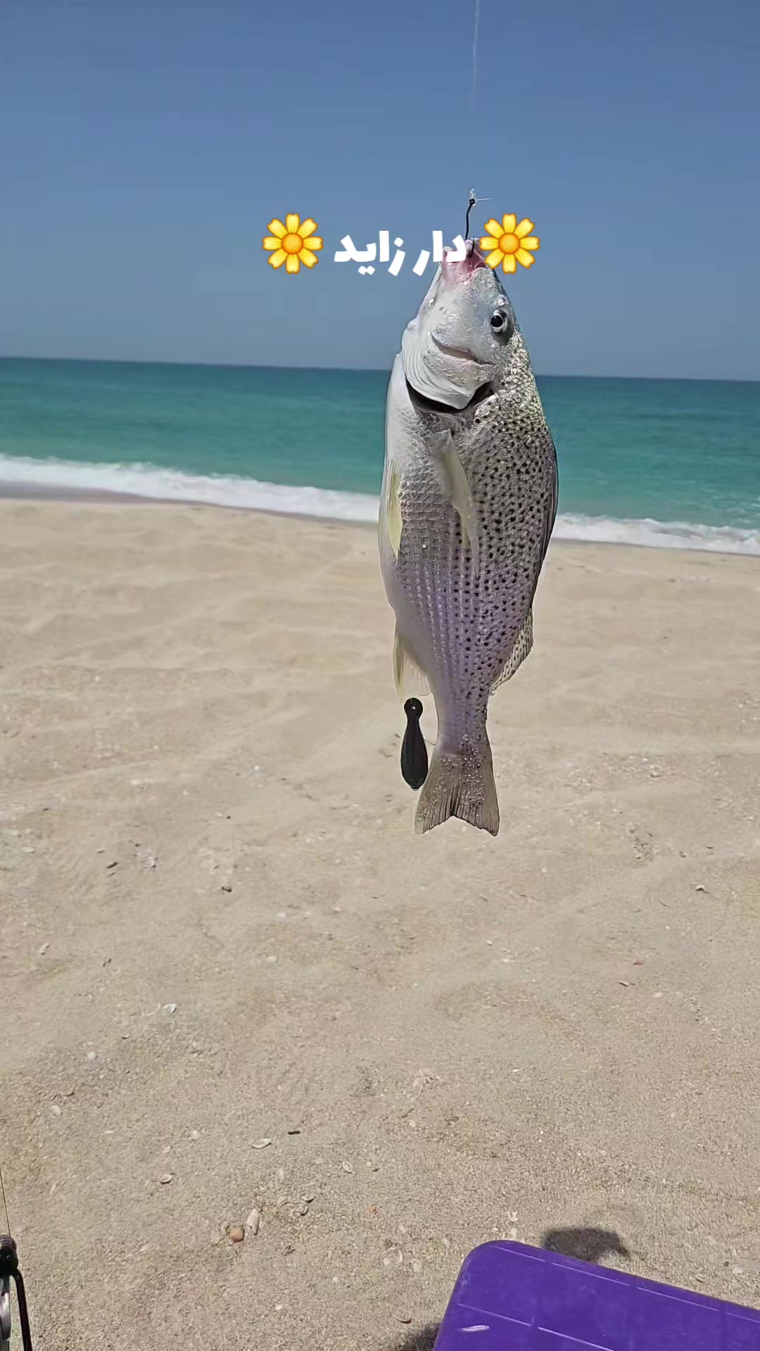 @๑୭̥๑ زايد 𓃗 دار  ๑୭̥๑