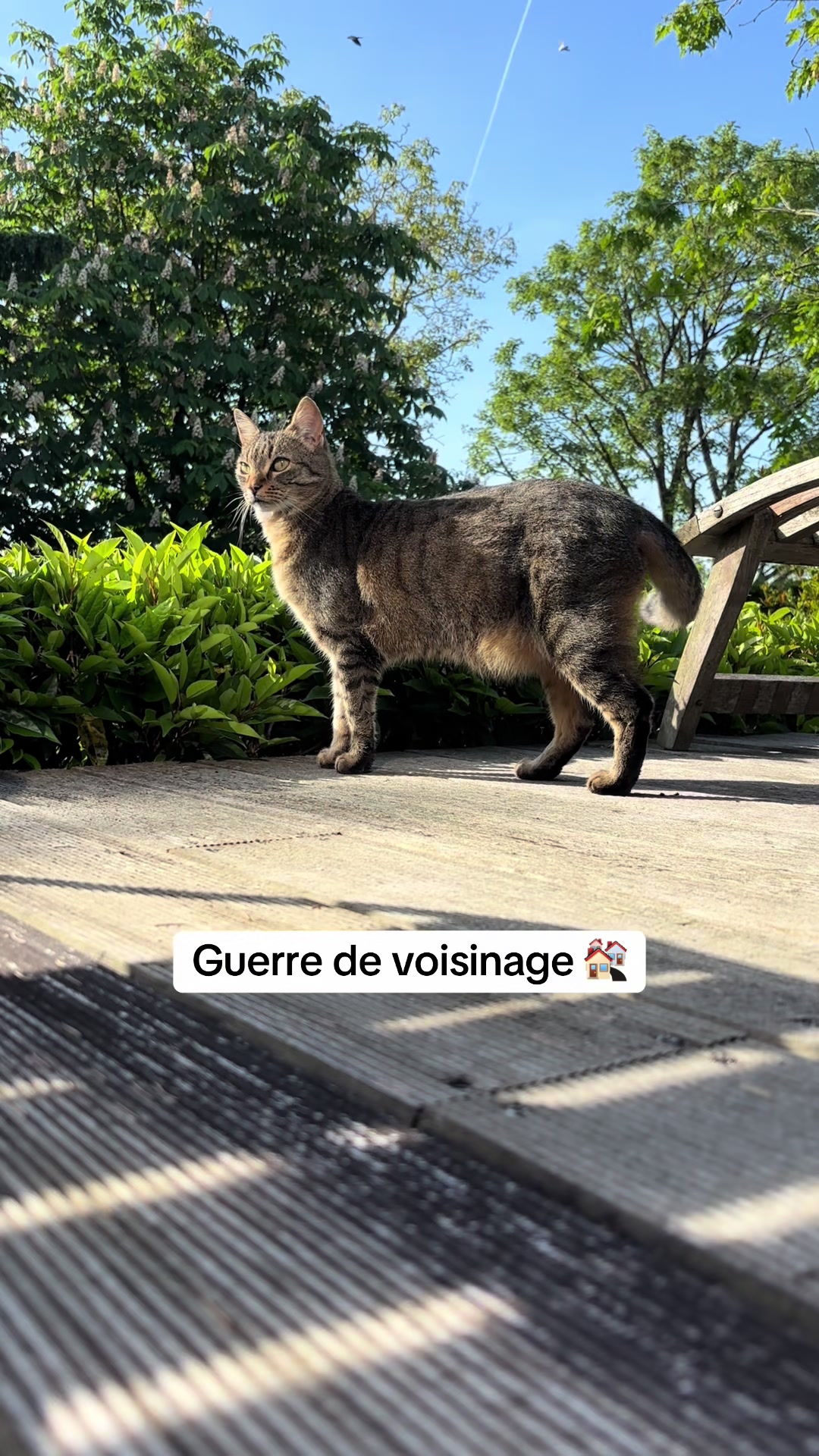 @Bulle la chatte 🐈