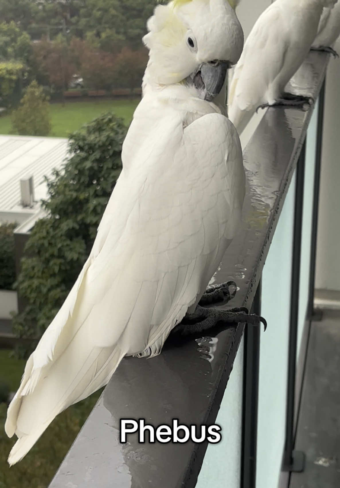 @aussie.cockatoo