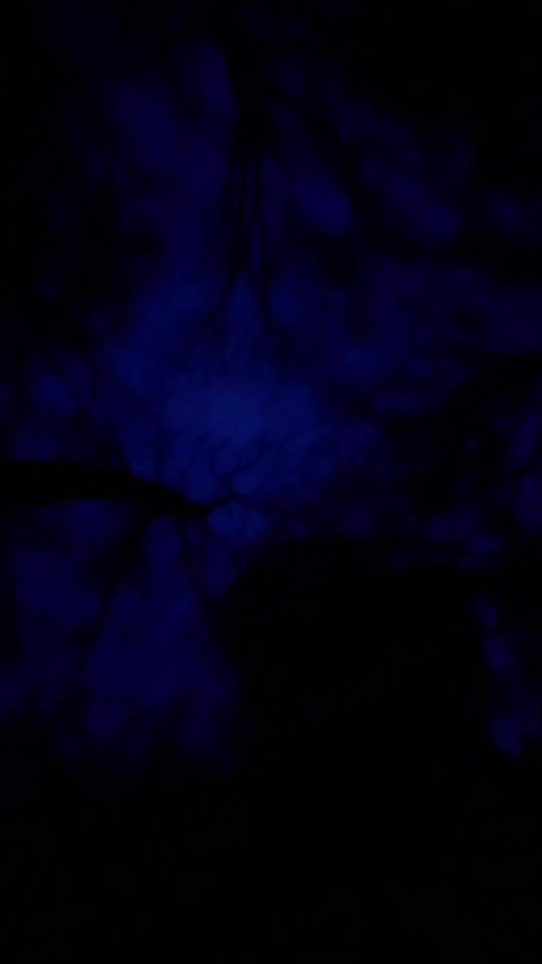 @AV Animations (Amber)