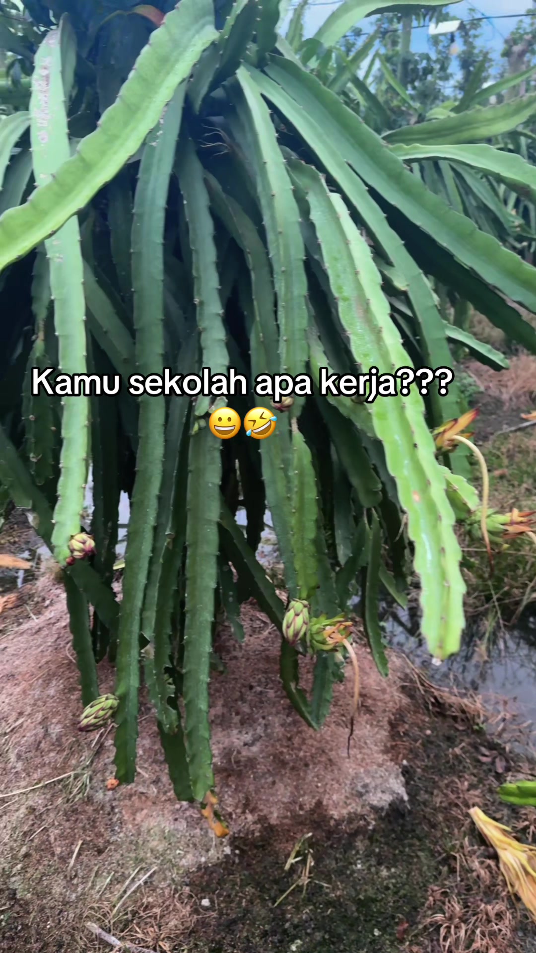 @nandarahama