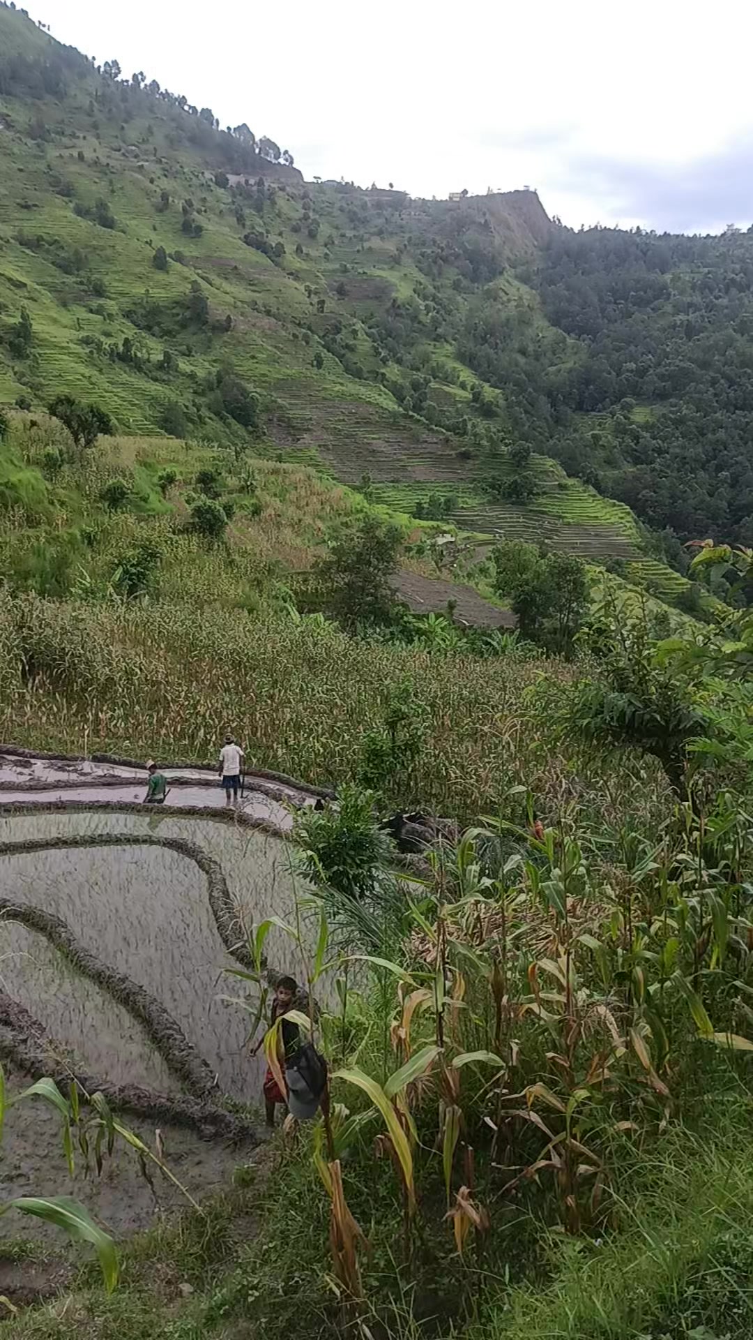 @रिजन