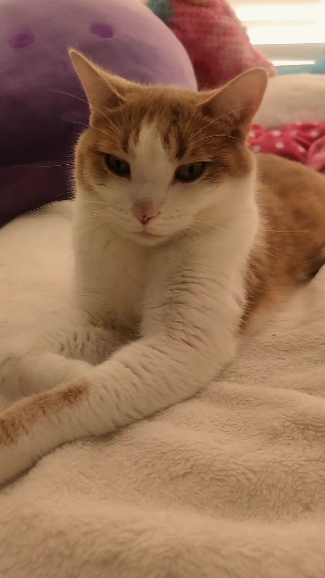 @Cute_kitty
