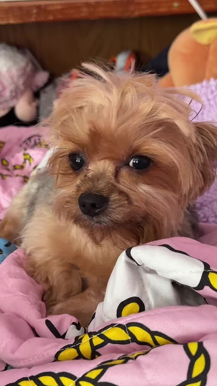 @Anny 🐶🩺🐾