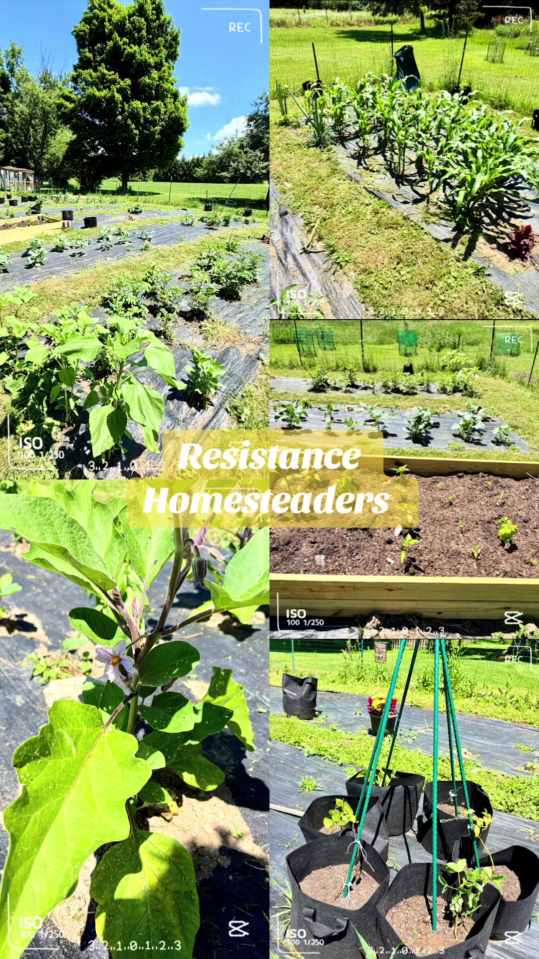 @Resistance Homesteaders