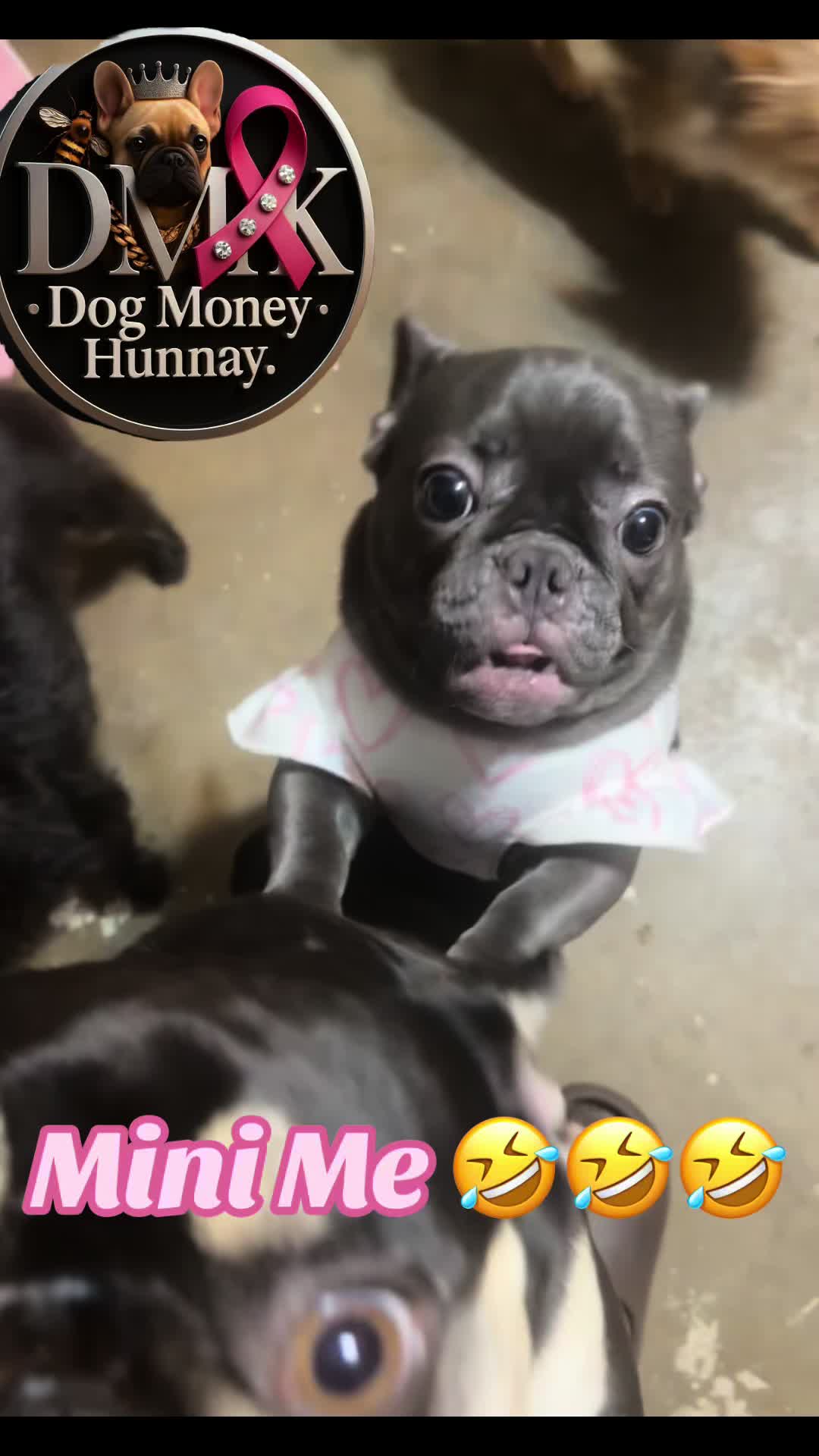 @🍯 🦖 🔥 dogmoneyhunnay 🥋 🚒