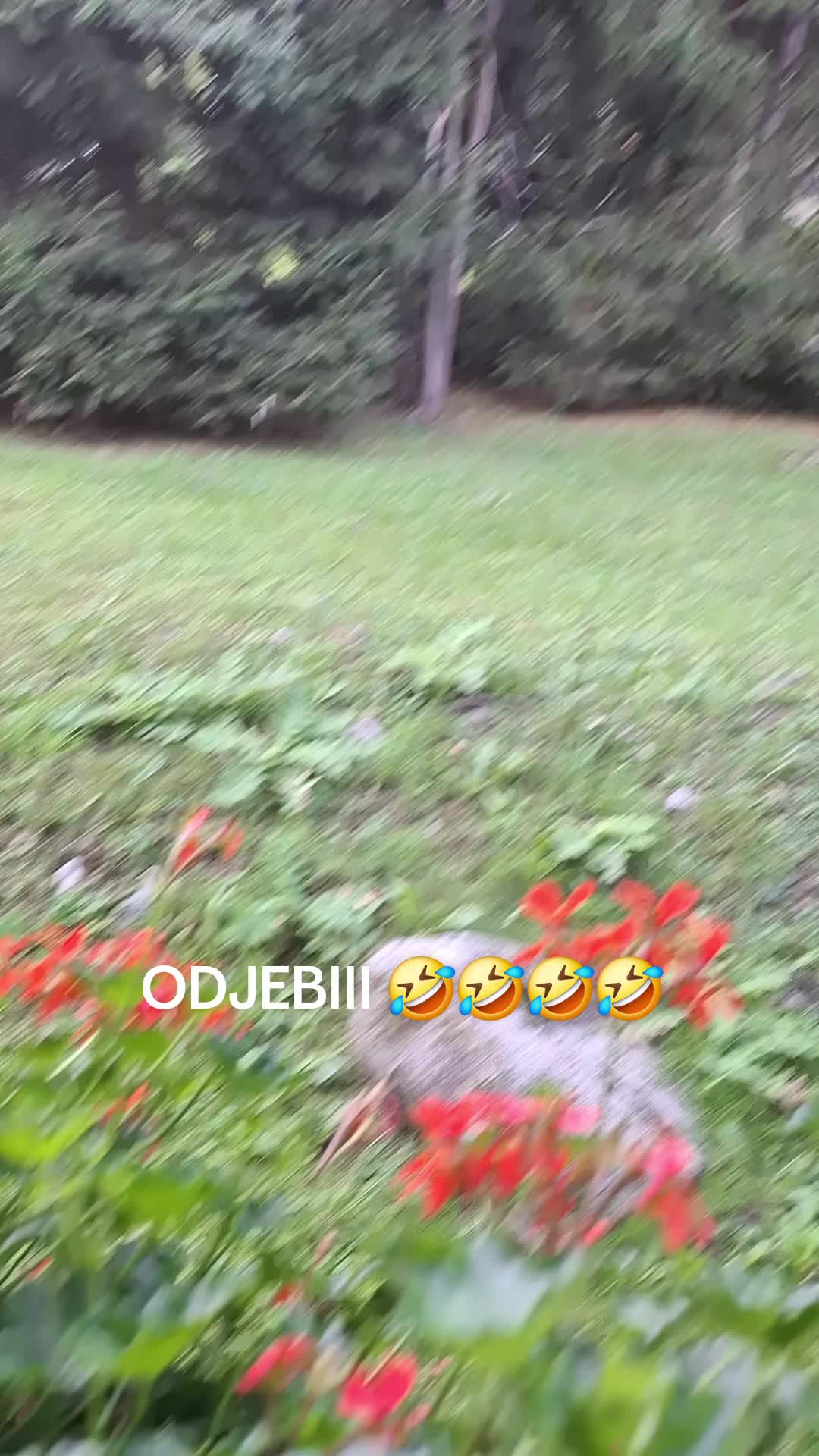 @BAS NEVOLJA