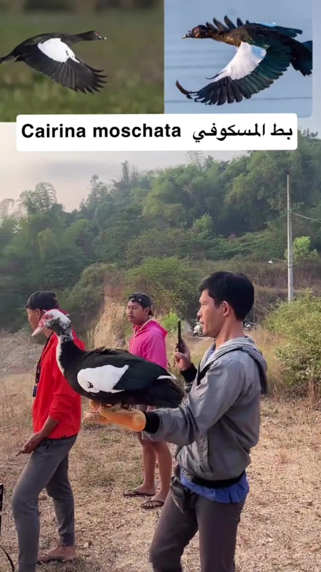 @obidaloni