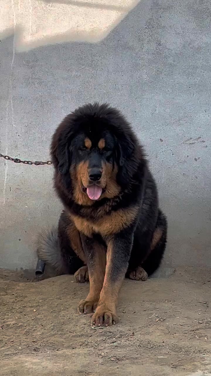 @Kashmiri_Bakrwal_Dog