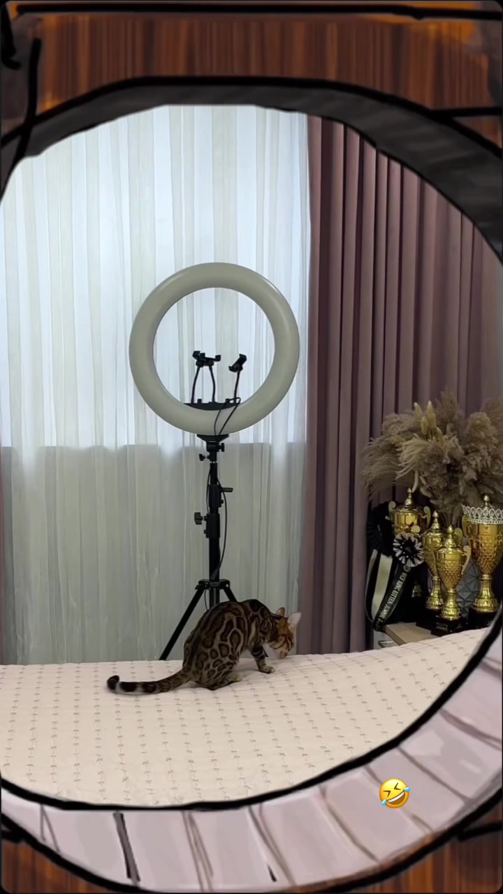 @kittens_uz