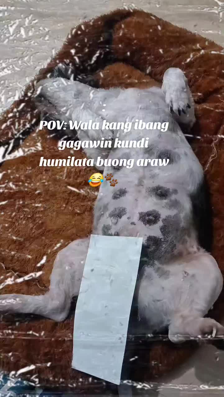 @renantepet
