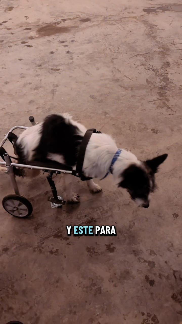 @Cómplices al rescate_11🐾