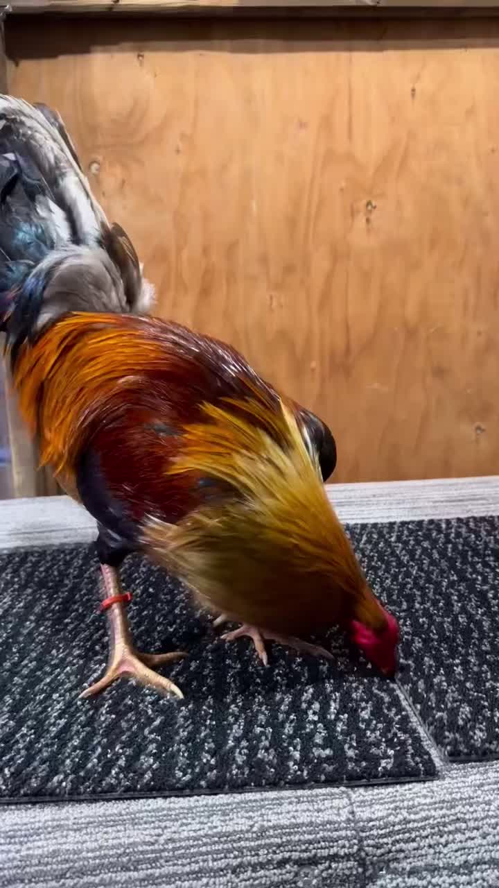 @Los Gallos Más Finos