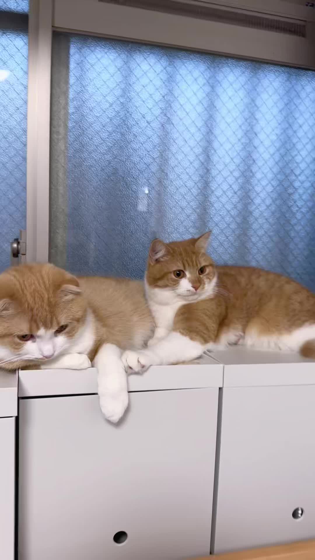 @マロン