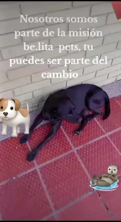 @BelitaPets