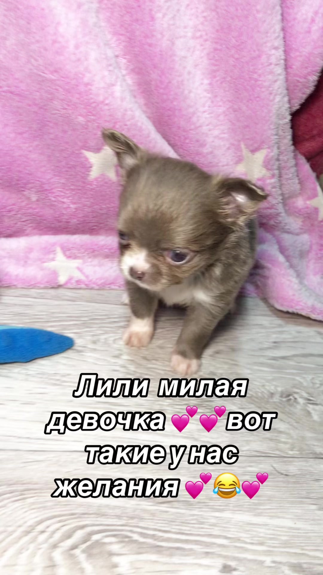 @dinastar_susan