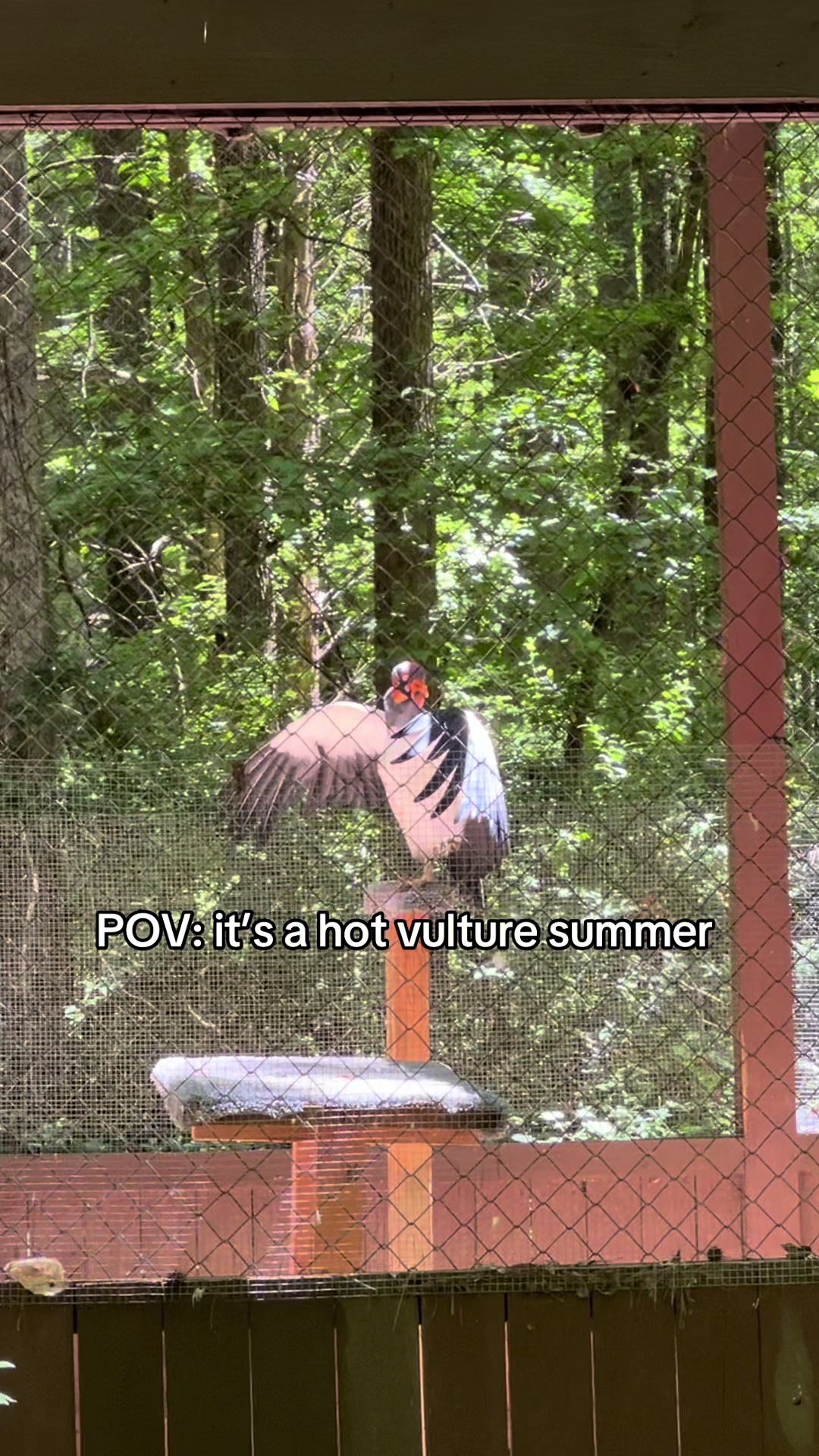 @Carolina Raptor Center