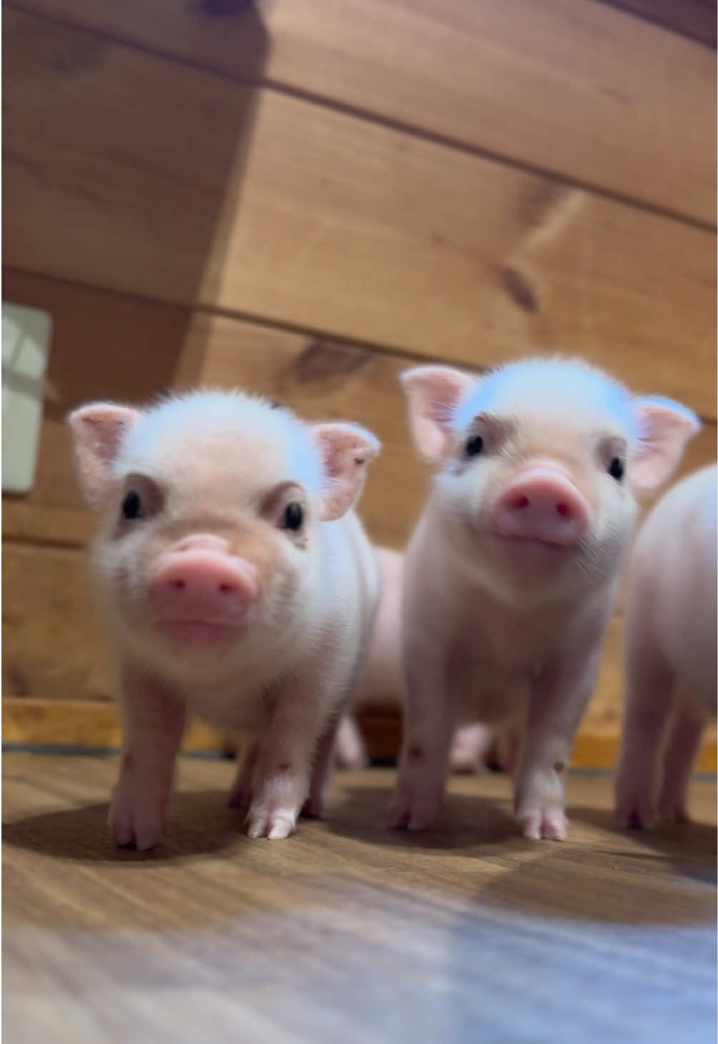@pignic