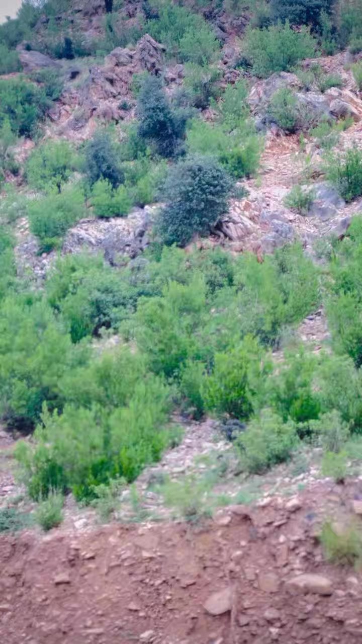 @S S Orakzai 🦅. following