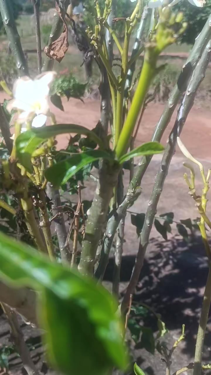 @NeusaSantos 25 Oliveira