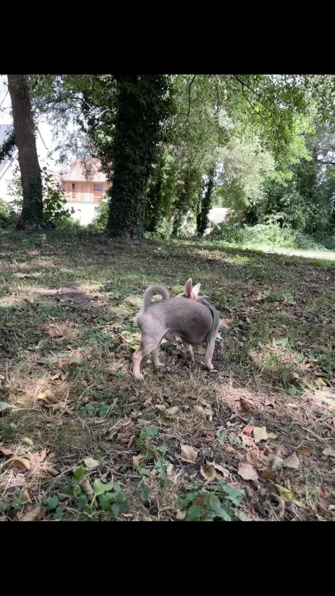 @Mr Roger Chihuahua