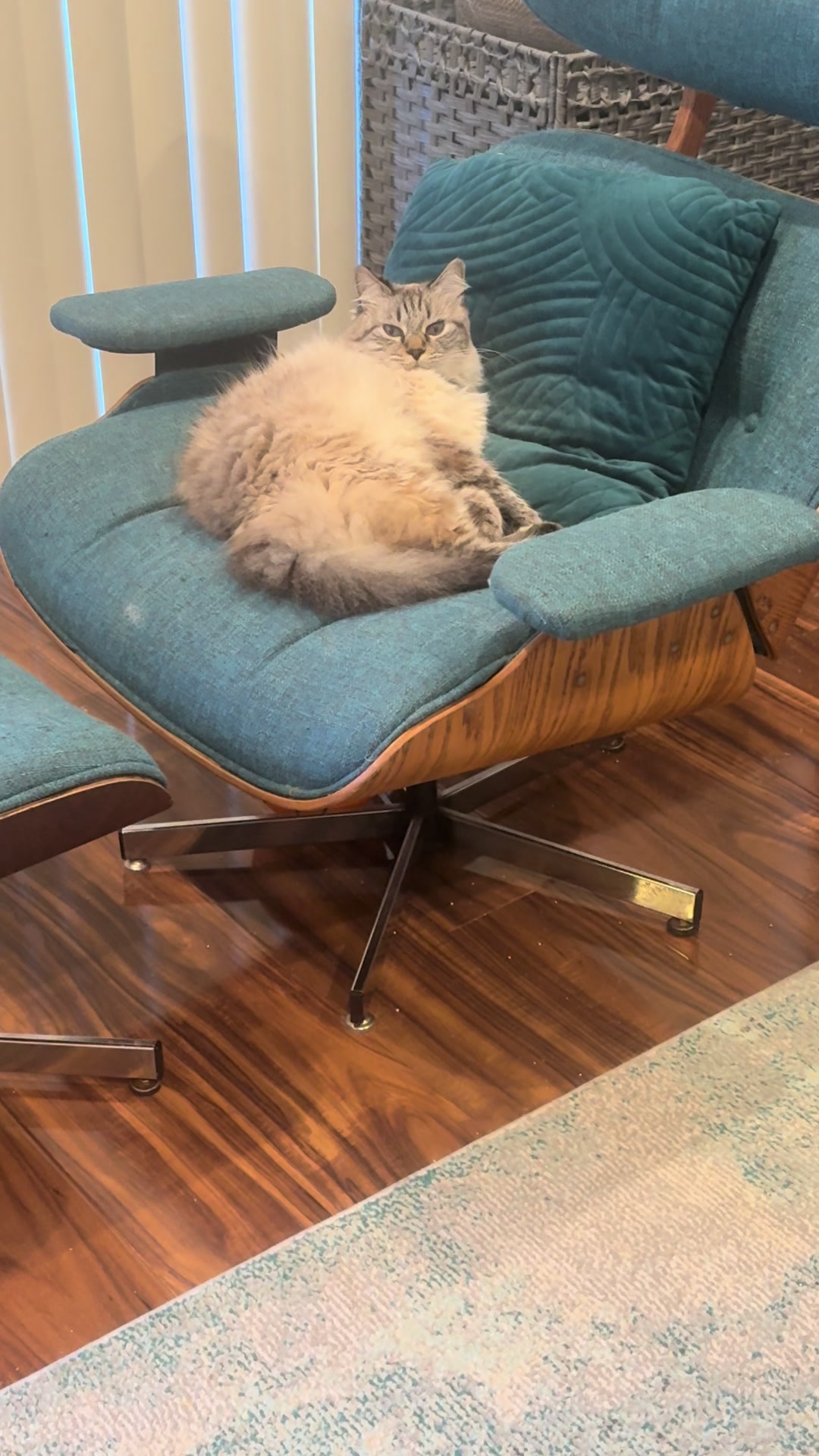 @Brock Meowsnar