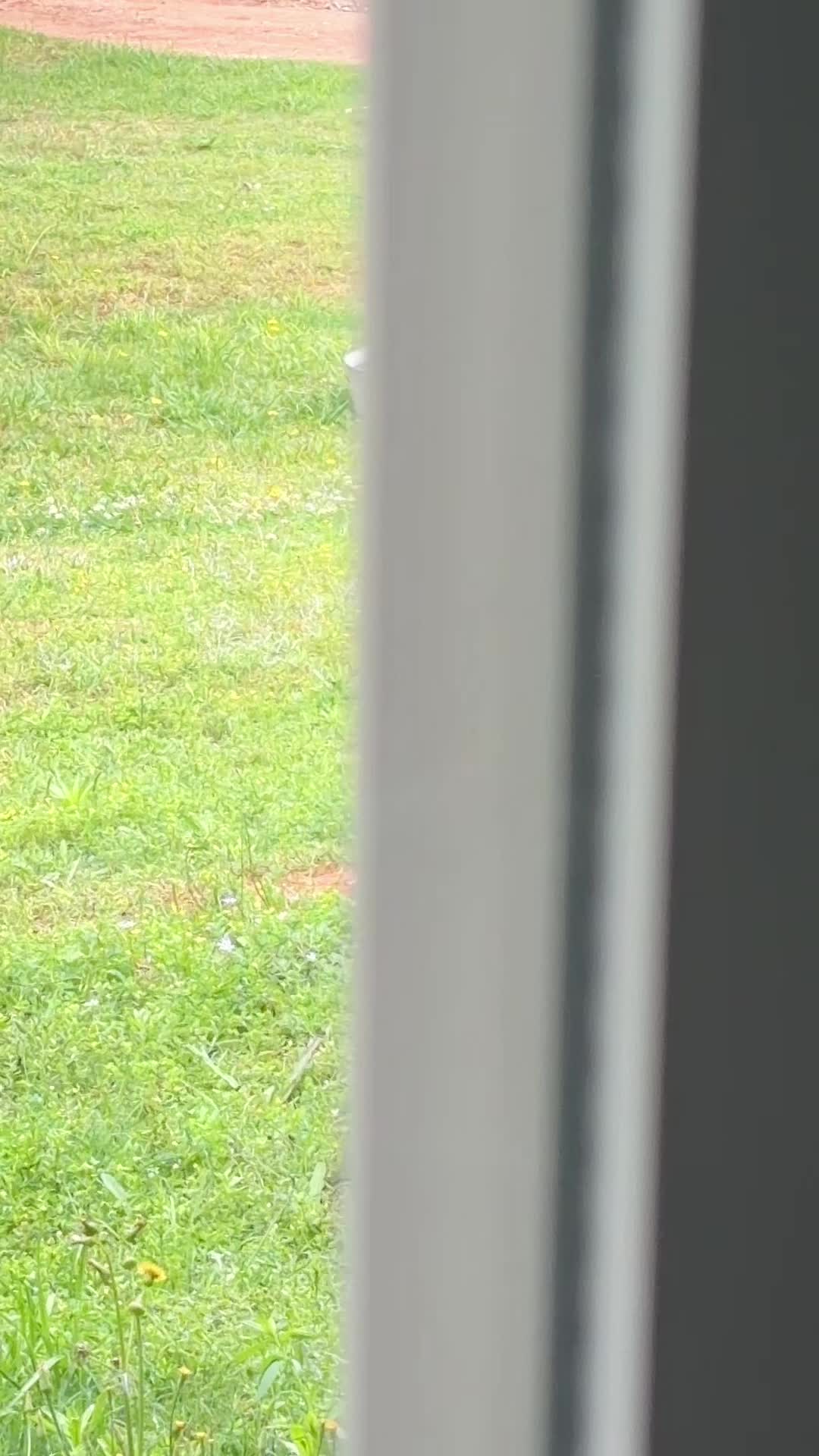 @Dogmansshadow