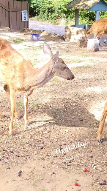 @Sharin&hearts;️🦌🌞🌛&hearts;️