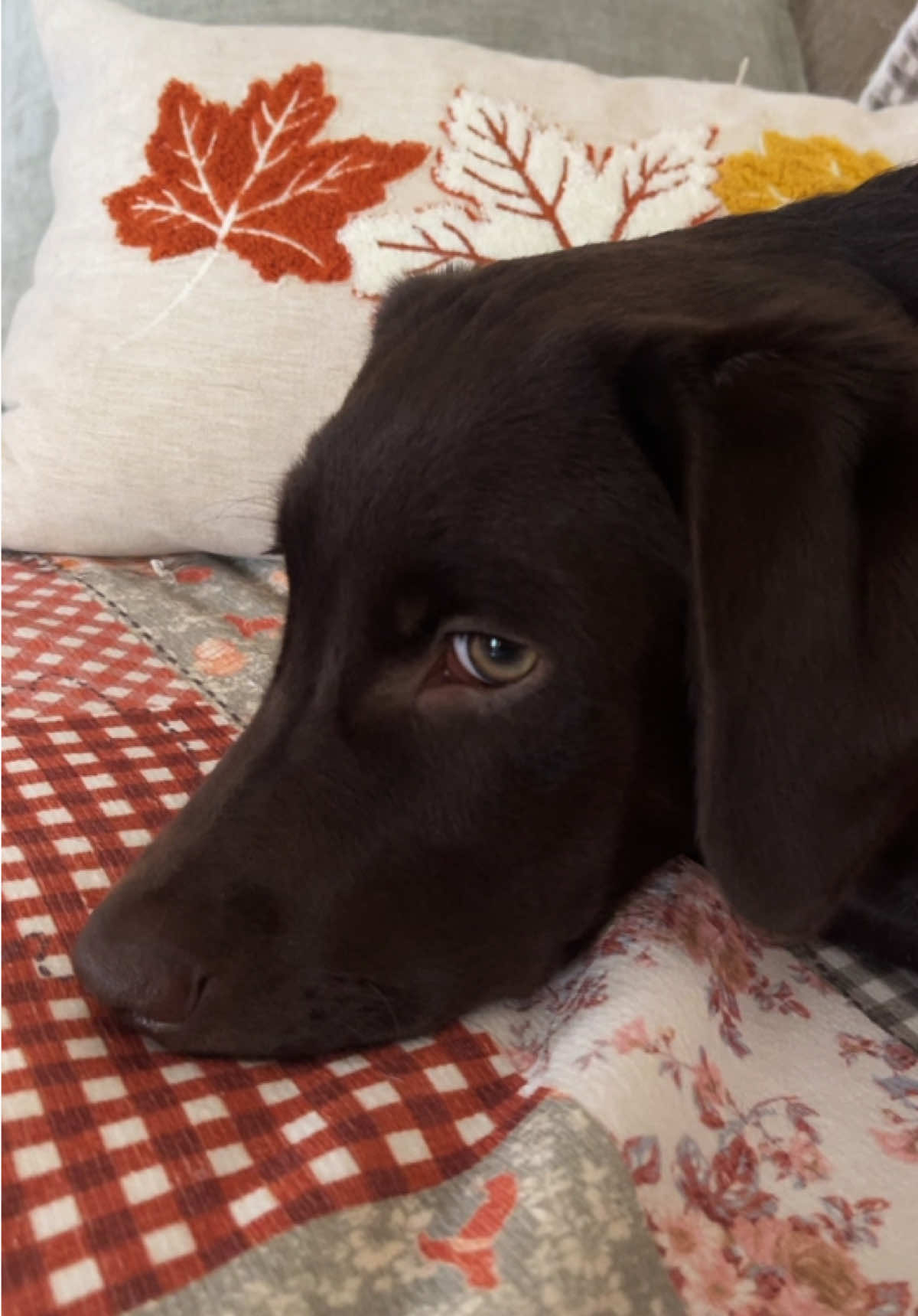 @guinness_beau