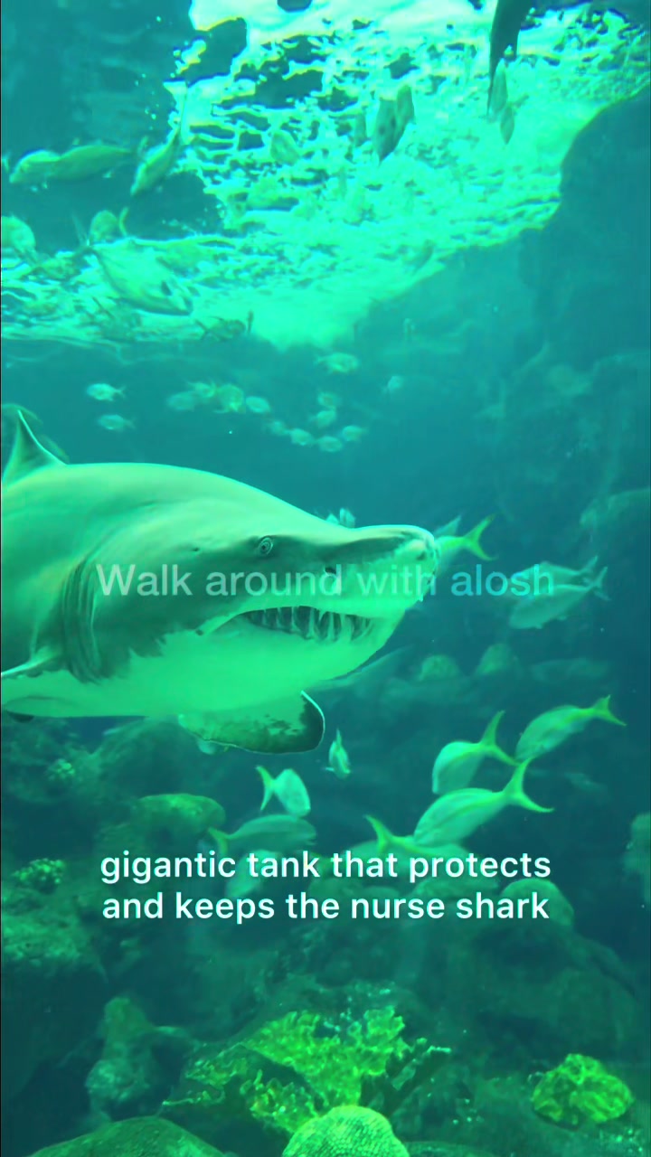 @Walkaround with alosh