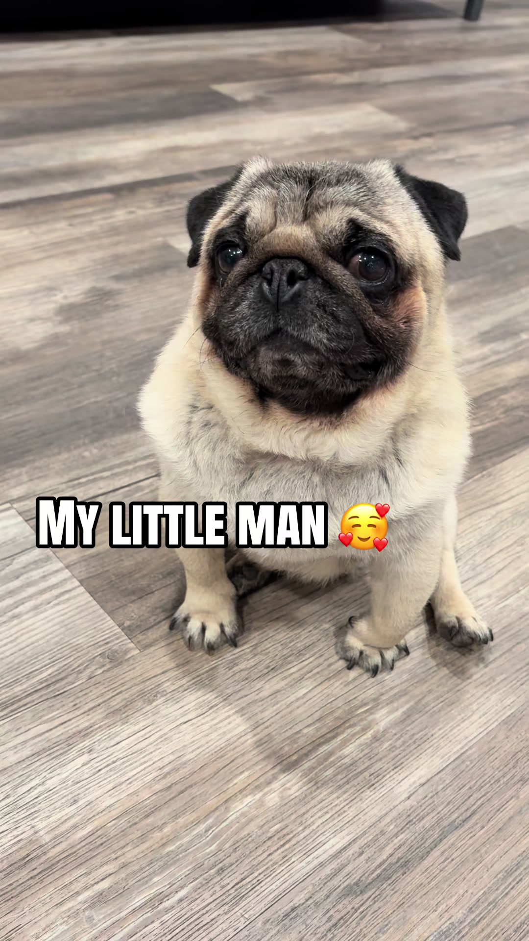 @Rocki the Pug ๐ถ