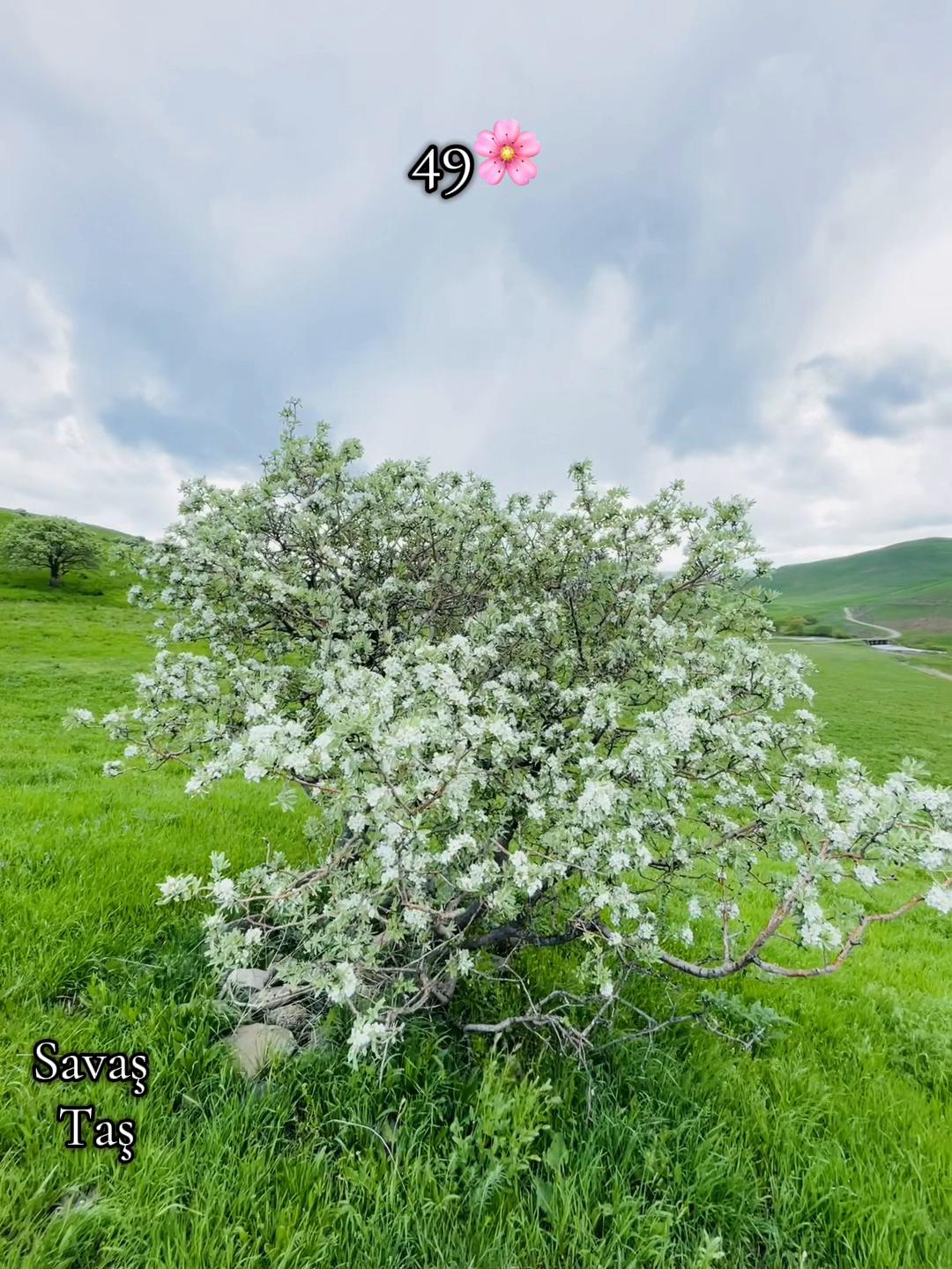 @savaş