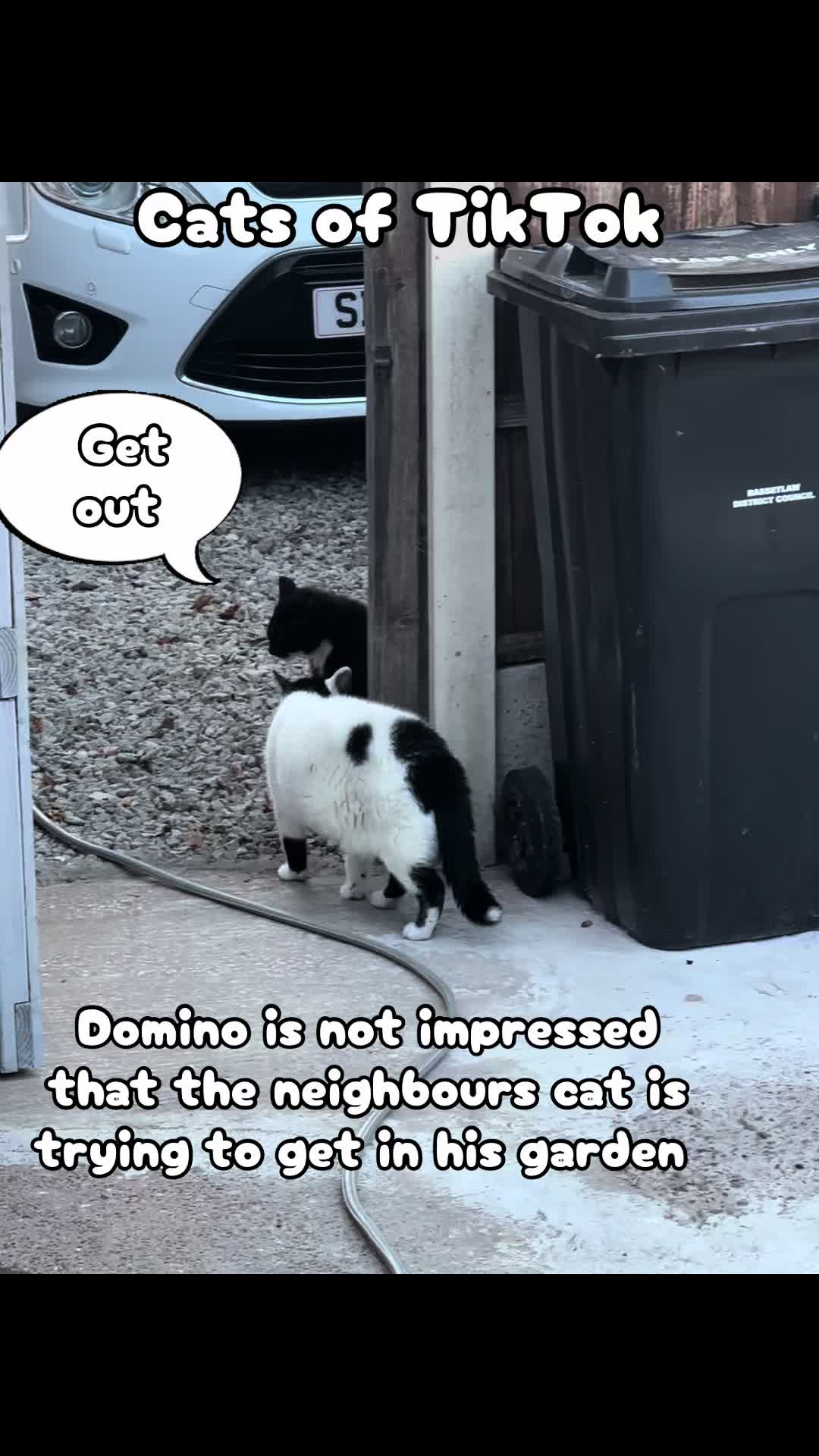 @crazycatladyxfour