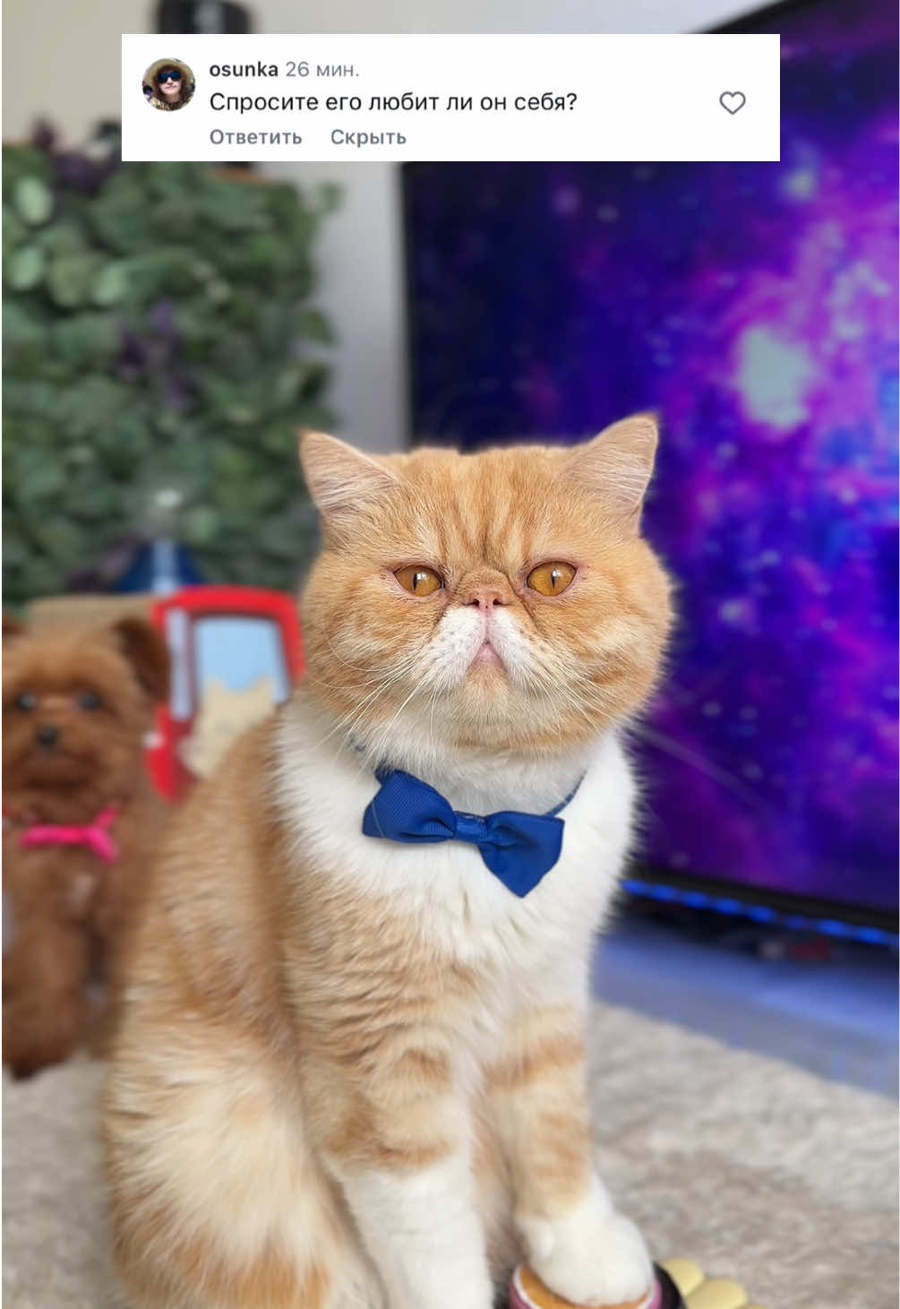 @hariton.cat