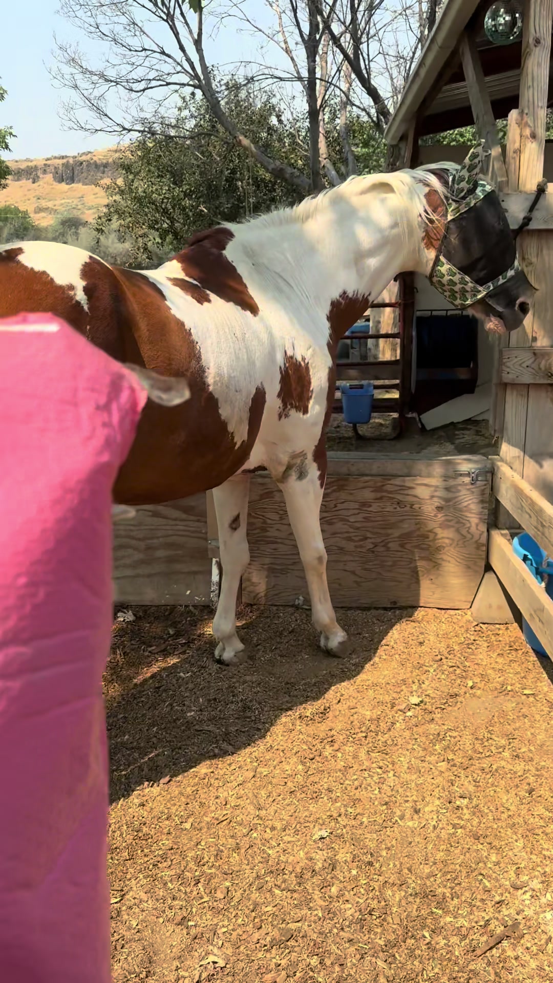 @Hot Sauce the Mini horse 🐎