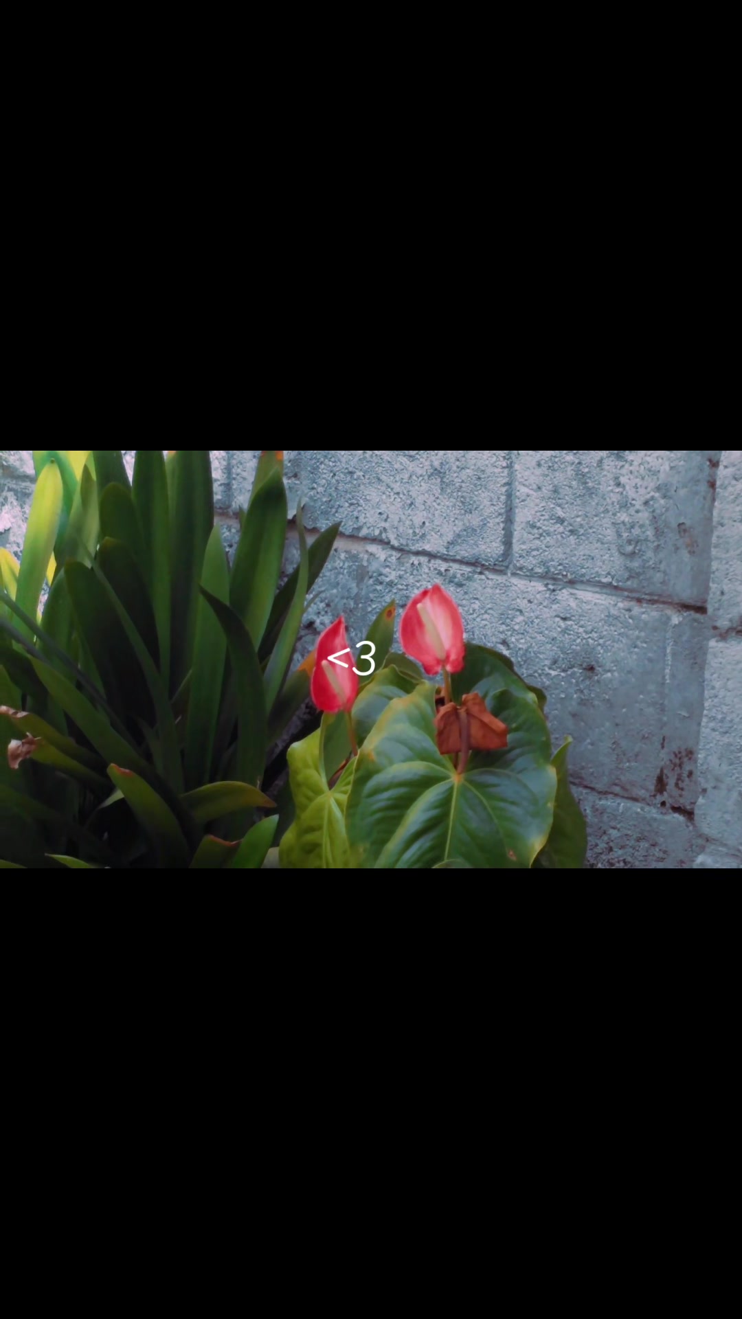 @꧁✧𝓓𝓲𝓷𝓾𝔁✧꧂