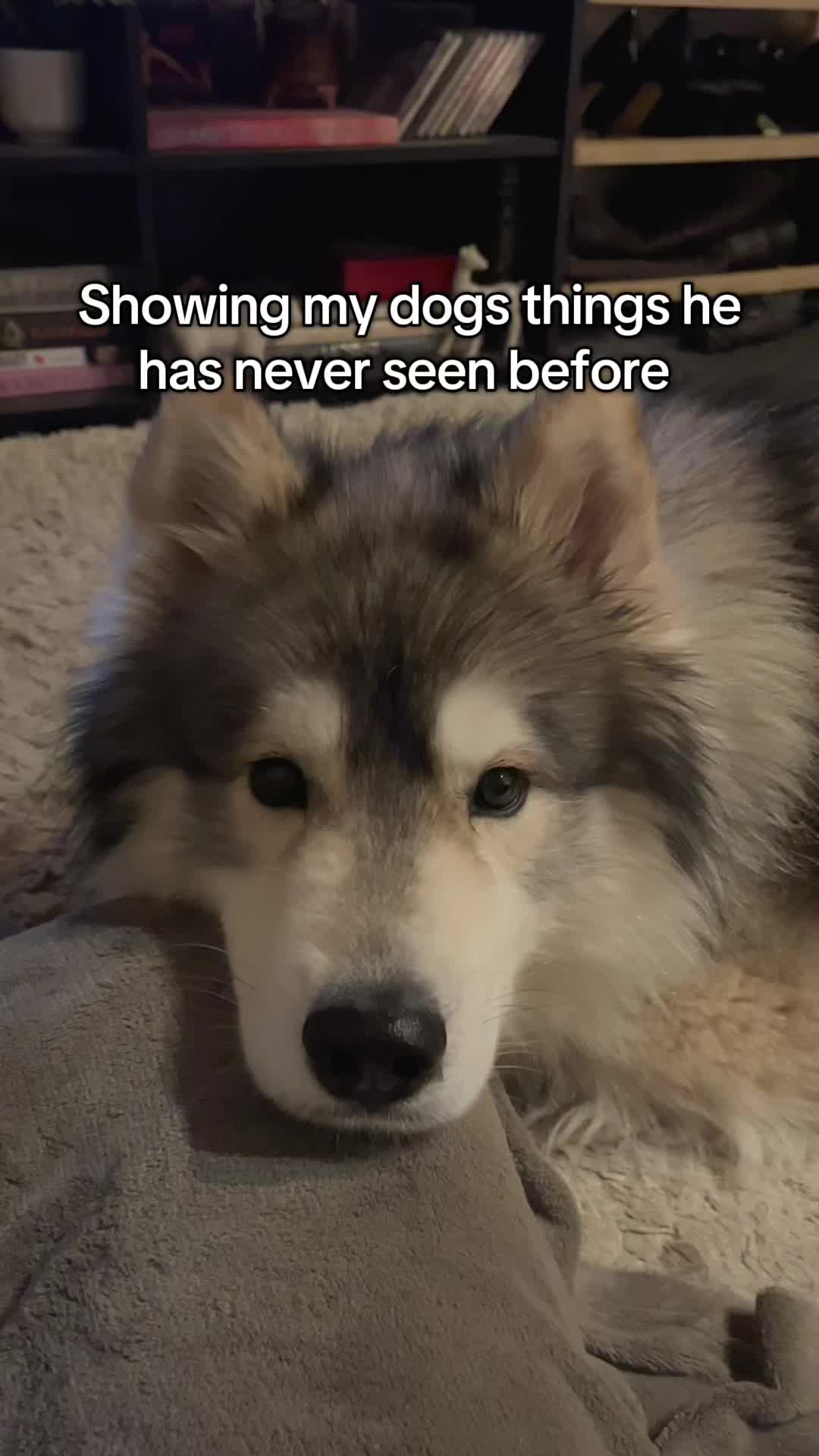 @Echo The Husky