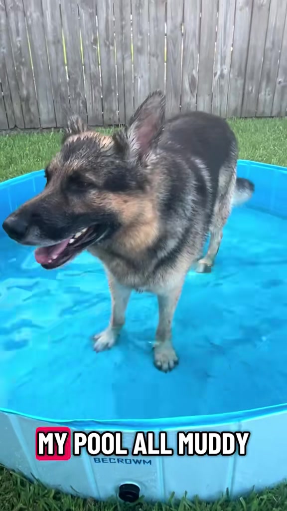 @Walter The German Shepherd