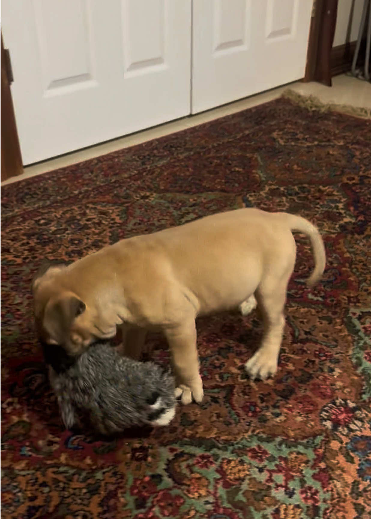 @Xander the Bullmastiff