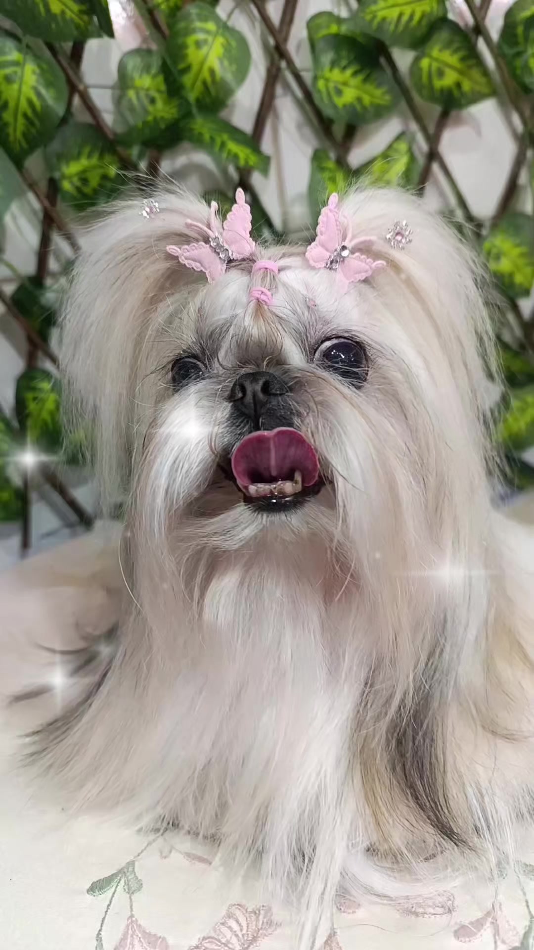 @Dog Ville Petcare