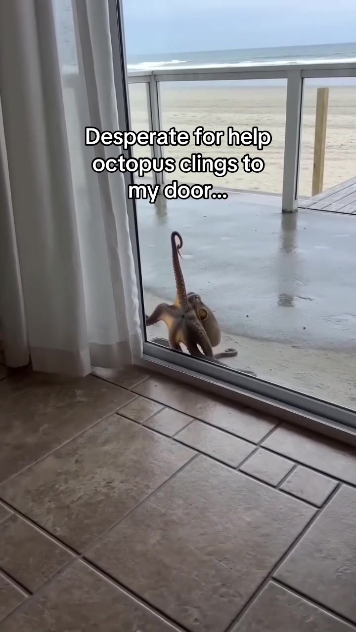 @AJ🦁