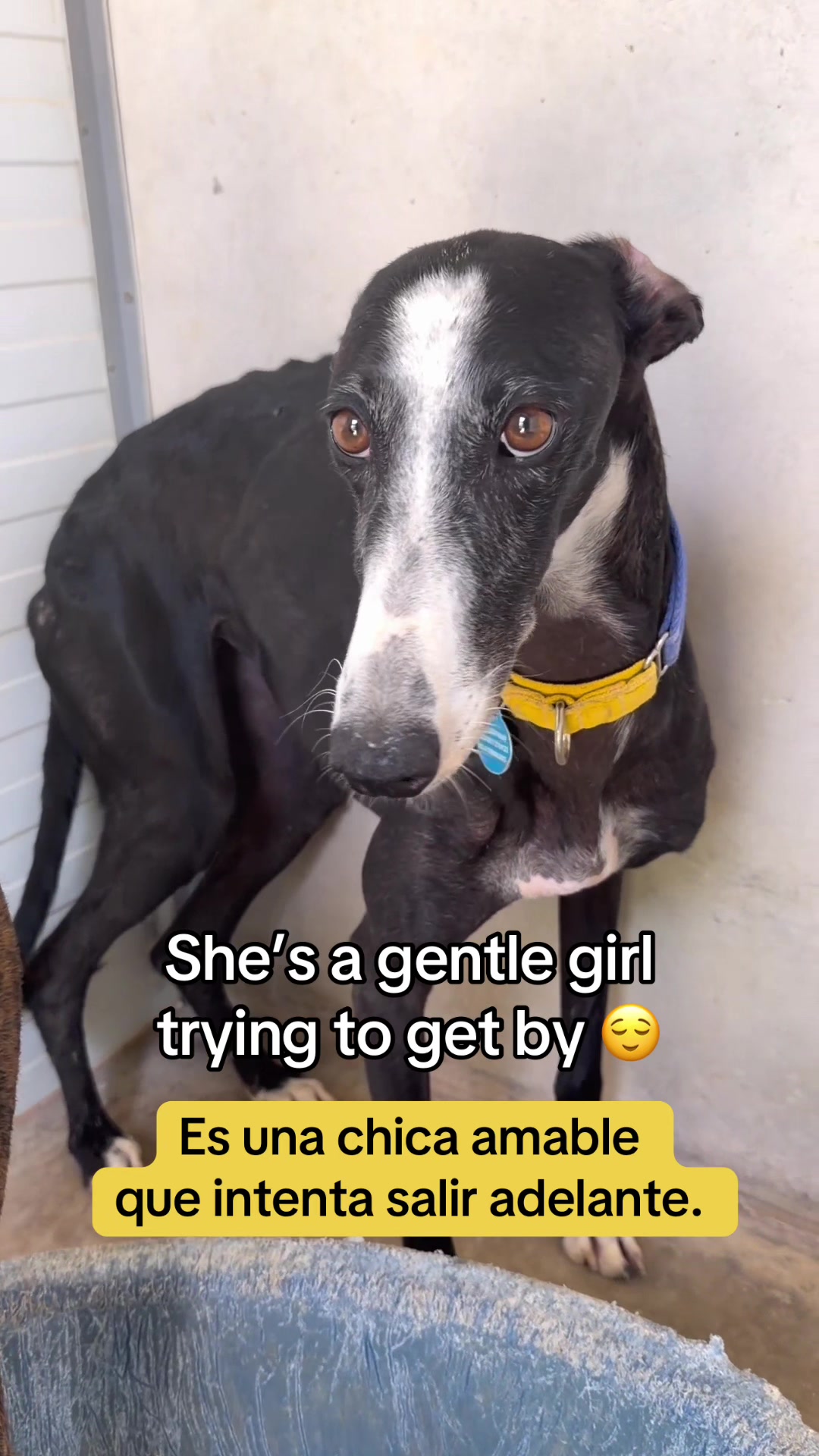 @Galgos del Sol