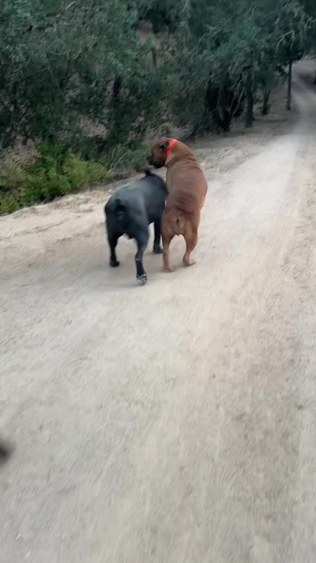 @Bigfoot Boerboels