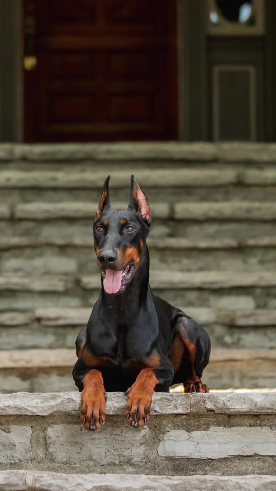 @Protection Dog Sales