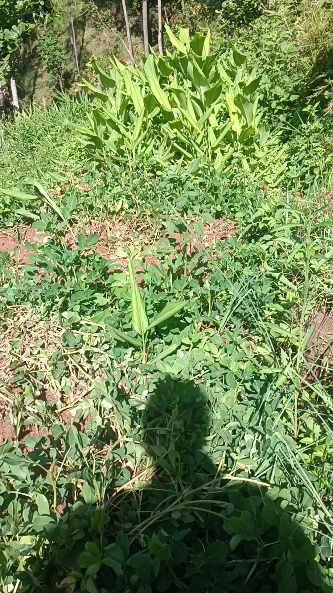 @Jamuna Lama