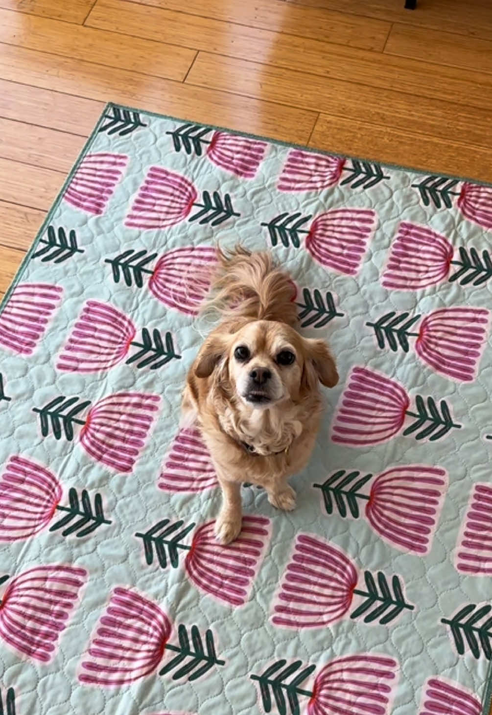 @Lovewag Pets