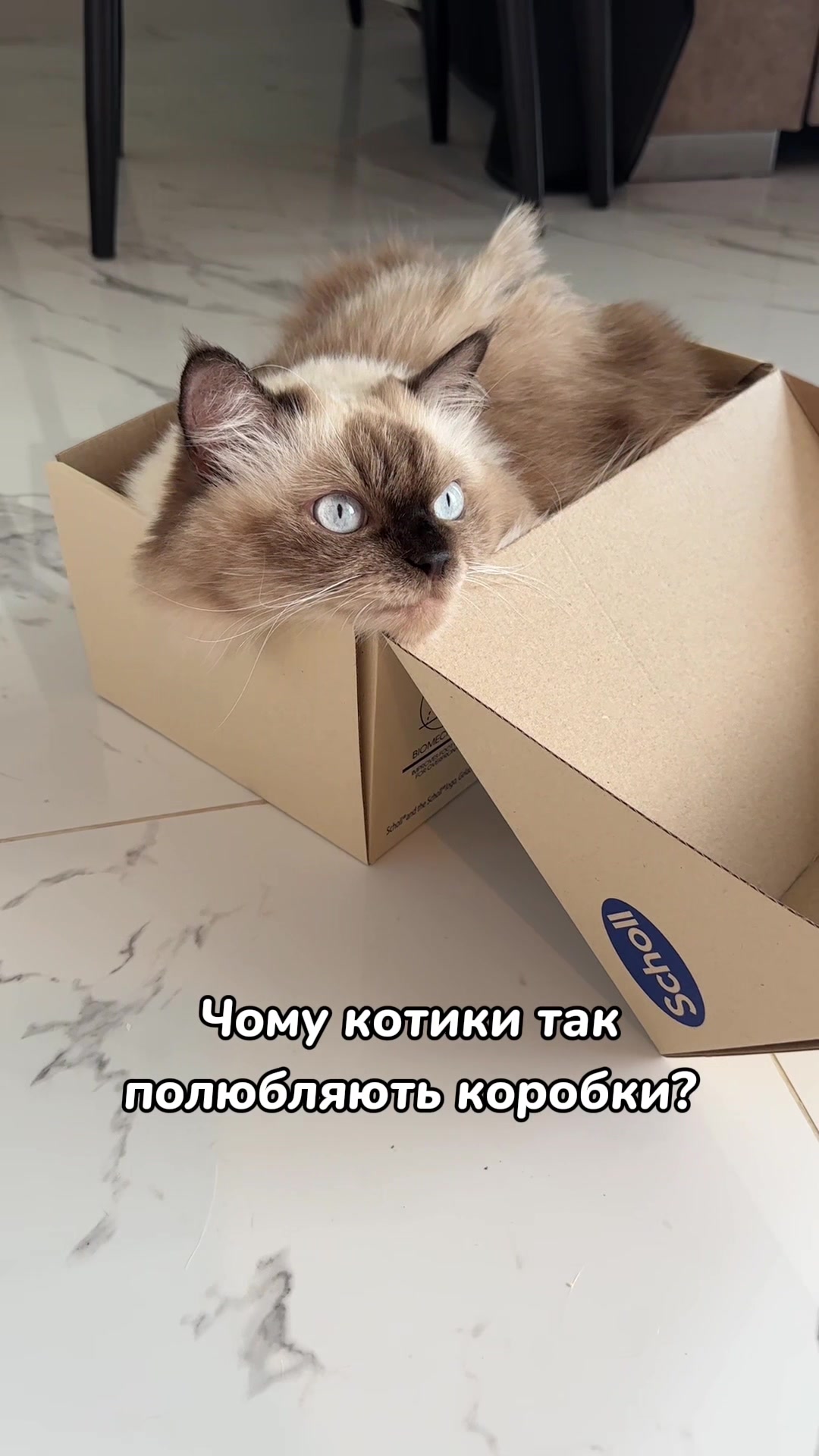 @Місс КІСЯ