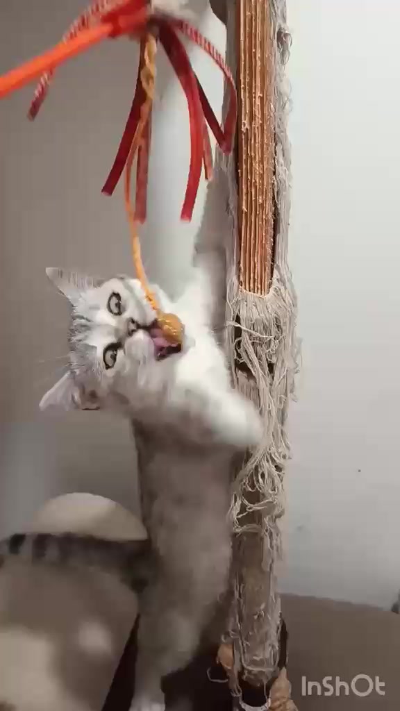 @British Cat Frendi 🐈